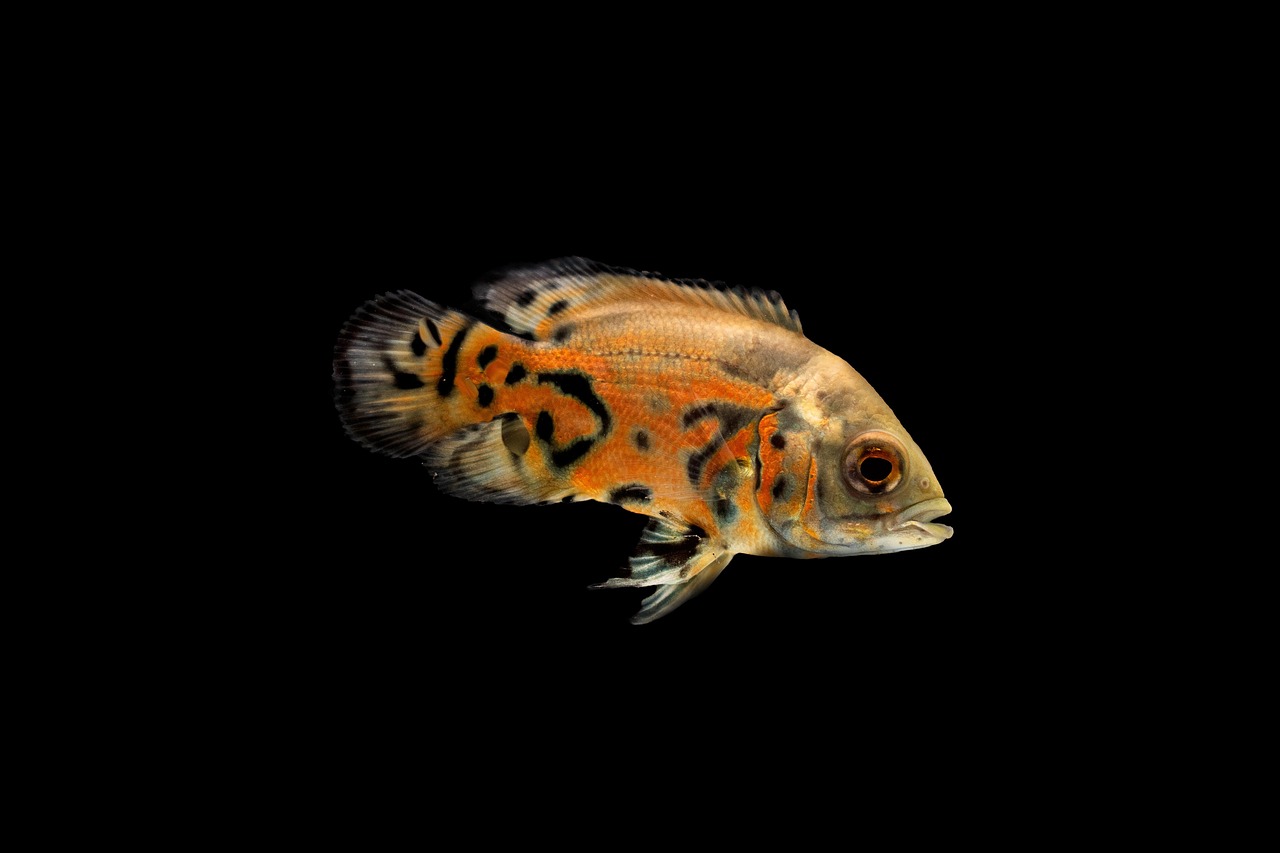 Ripley's Aquarium of the Smokies